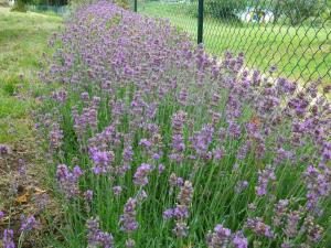 GOLOB KLANCIC - TRAJNICE JULAVG (1)